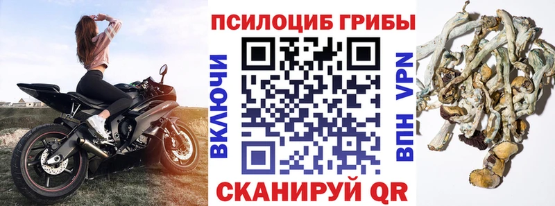 закладка  Мурманск  Галлюциногенные грибы GOLDEN TEACHER 